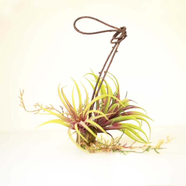 Mixed Tillandsia Faux Hanging Plants