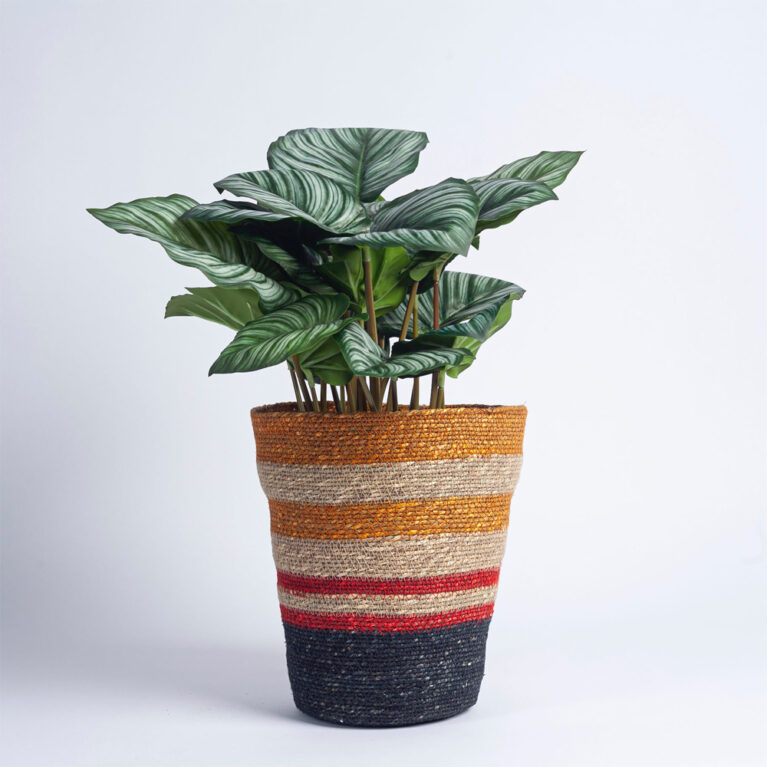 Seagrass Waste Paper Basket in Tuscan &#038; Guardsman