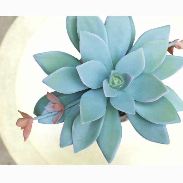 Artificial Anthonyi Potted Succulent in Terracotta Pot