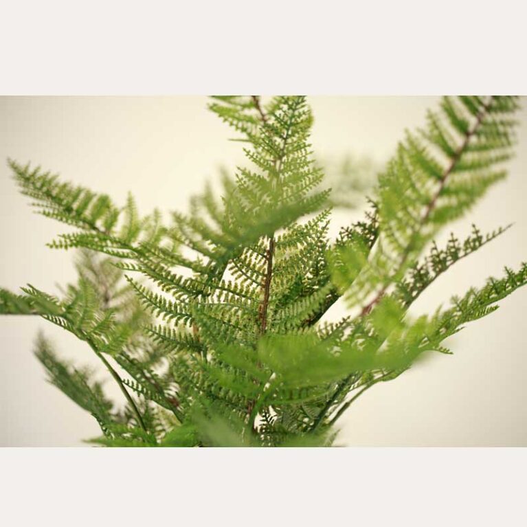 The Green Artificial Fern Plant In Cement Pot is a simple, yet r