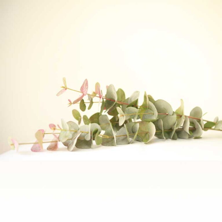 Large Natural Blush Eucalyptus Spray