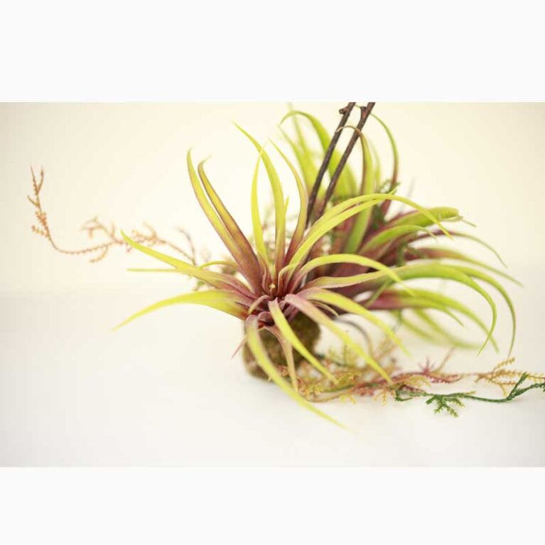 Mixed Tillandsia Faux Hanging Plants