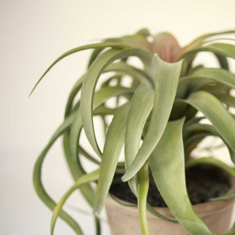 Faux Tillandsia Plant In Pot