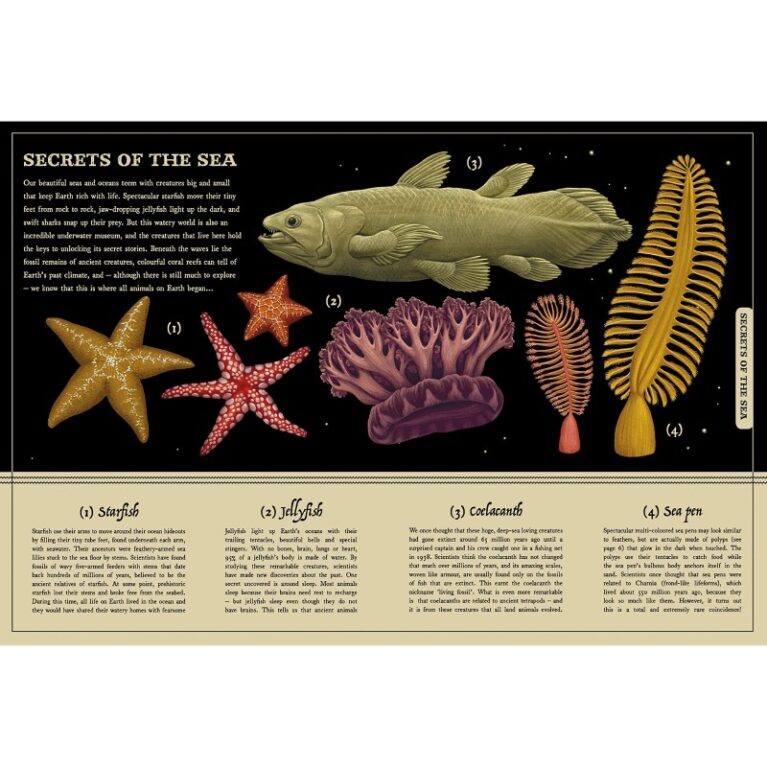 Secret Stories Of Nature &#8211; Hardback Book