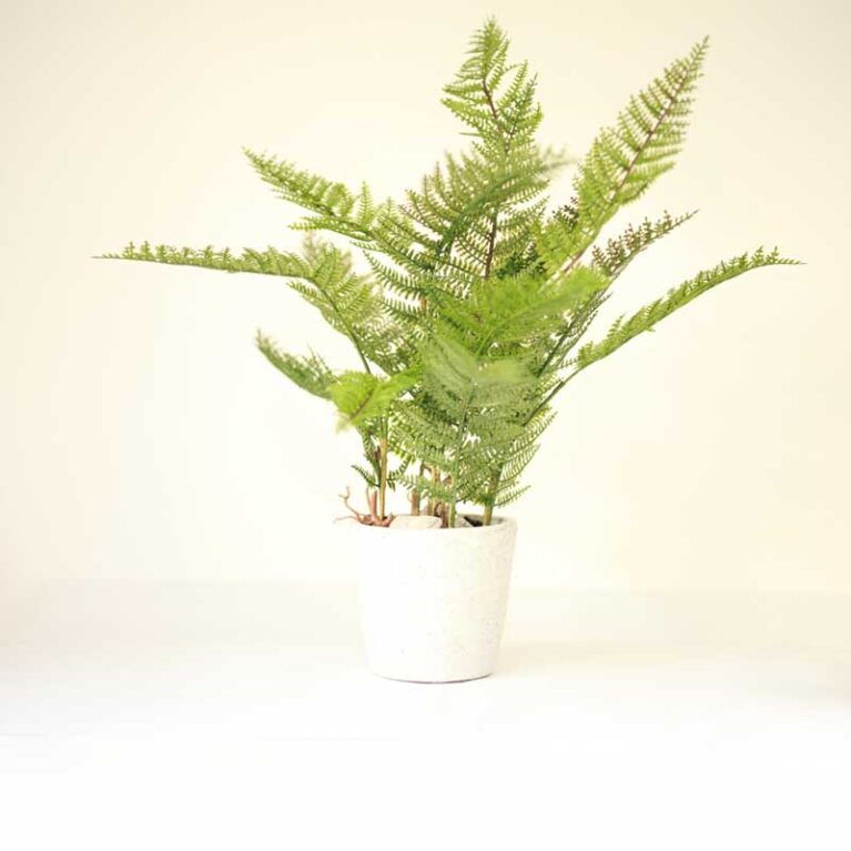 The Green Artificial Fern Plant In Cement Pot is a simple, yet r