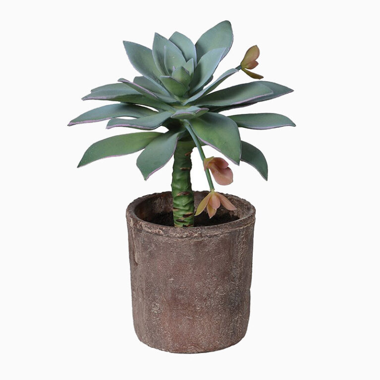Artificial Anthonyi Potted Succulent in Terracotta Pot