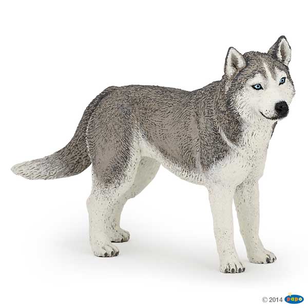 Siberian Husky Dog PAPO ANIMAL