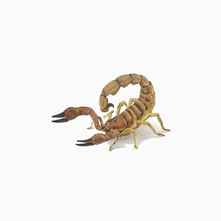 Scorpion &#8211; Papo Wild Animal Figure